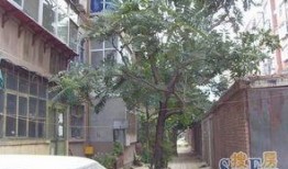 石家庄高柱小区最新爆料,揭秘神秘事件背后的真相